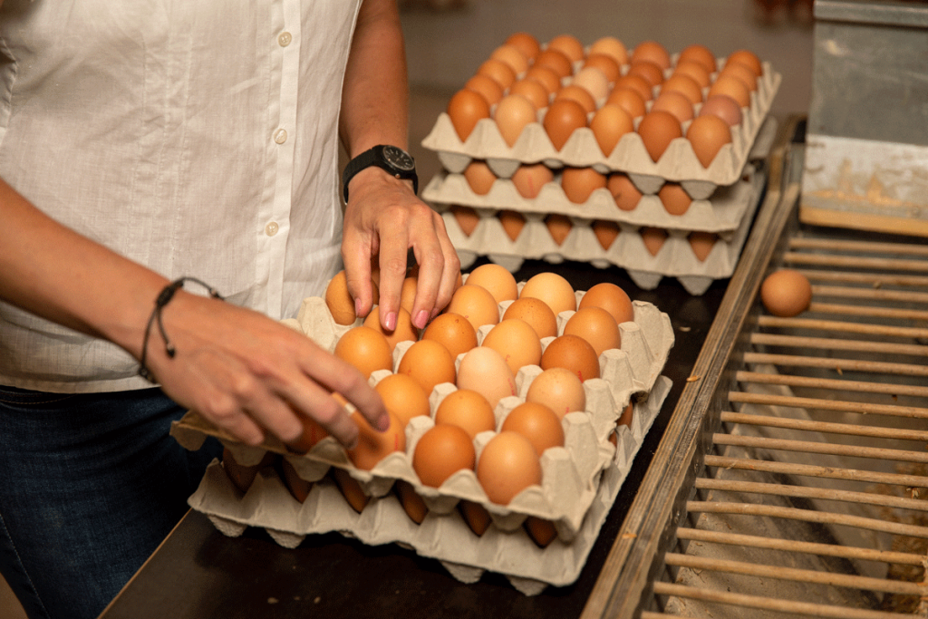 Bio Eier im Hofladen