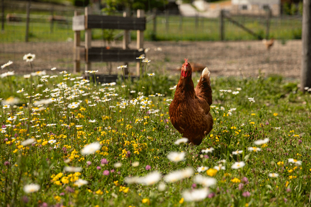 glückliches Freiland Huhn