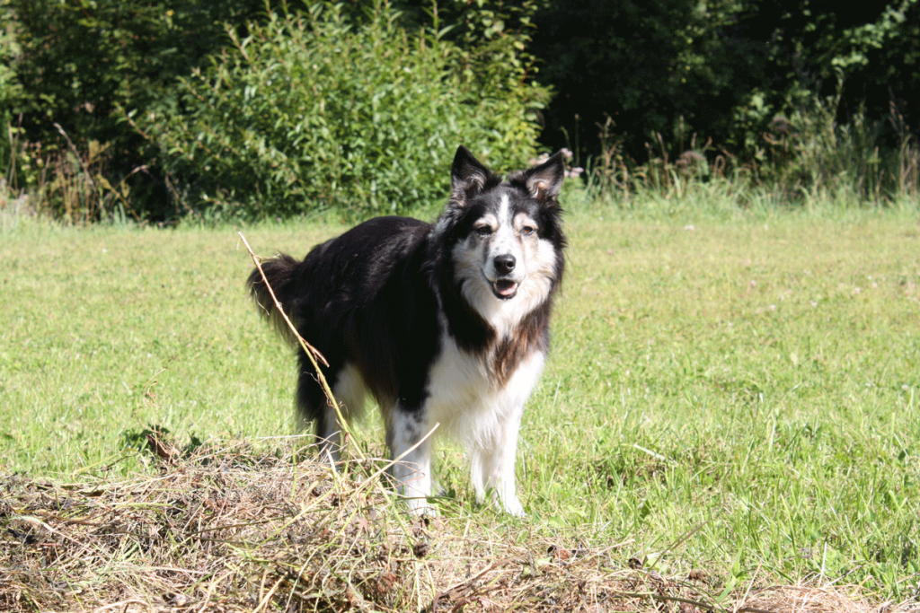 Aika Biohof Aigner